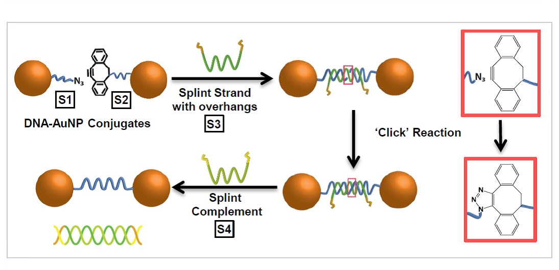 Copper-free Click Chemistry on DNA-Gold Nanoparticles
